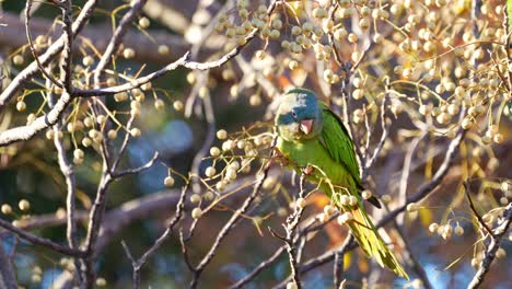 A-Blue-crowned-Parakeet-,-natural-habitat