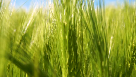 View-through-the-green-cultivated-farmland-growing-wheat