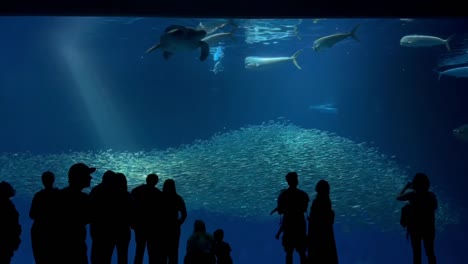 Das-Monterey-Bay-Aquarium-Bietet-Den-Menschen-Einen-Nahblick-Auf-Das-Offene-Meer