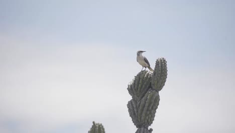 Vista-Aislada-De-Un-Pájaro-Posado-En-El-Cactus-Del-Desierto-De-La-Tatacoa-En-Colombia