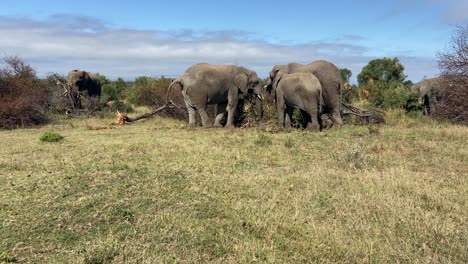 Emblematic-African-safari-image-of-a-family-of-elephants-grazing-in-the-savannah-on-a-sunny-day