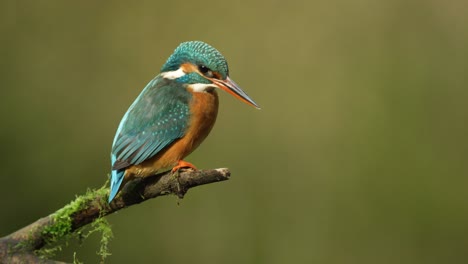 Common-kingfisher-sitting-on-perch;-shallow-focus-close-up