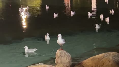 Solo-silver-gull-standing-on-a-rock-with-a-flock-of-common-seagulls-swimming-on-the-rippling-water-in-the-background-at-downtown-south-Brisbane-city-at-night