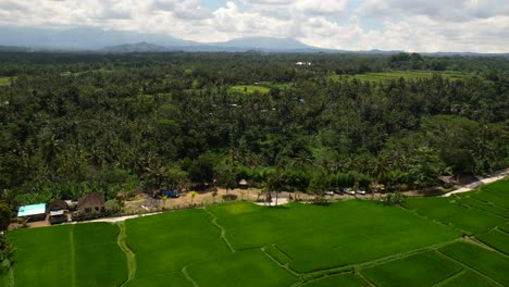 tropical-rice-field-valley-with-jungle-and-coconut-trees-in-Ubud-Bali,-aerial