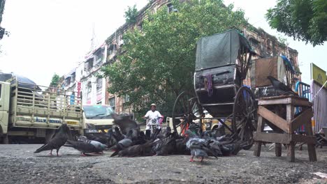 Pigeons-eat-food-on-the-streets-of-Kolkata