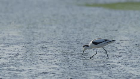 Majestic-Kluut-bird-catching-food-in-shallow-wetland-lake,-slow-motion-view