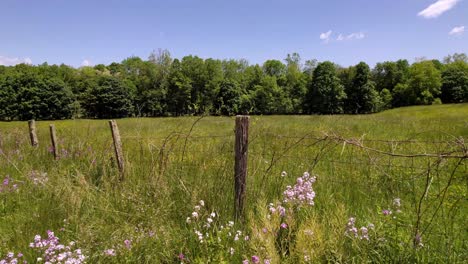 Wildblumen-Säumen-Den-Zaun-In-Der-Nähe-Von-Saltville,-Virginia,-Alte-Und-Antike-Antennen