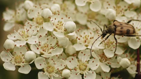Brown-Spotted-Beetle-On-Viburnum-Shrub-Feeding-Nectar
