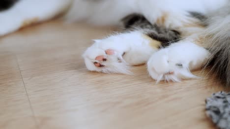 Pet-cat,-domestic-animal-close-up-to-adorable-fluffy-paws