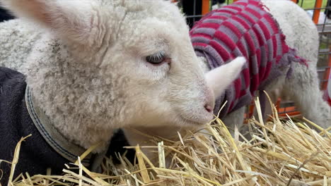 Small-Baby-Lambs-Eat-Hay-Wearing-Cute-Knitted-Coats,-CLOSE-UP