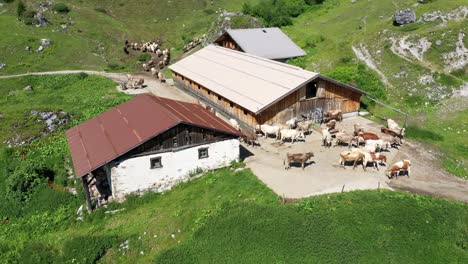 Kühe-Auf-Der-Schweizer-Alp