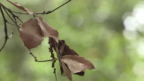 Stechpalmenzweig-Mit-Trockenen-Braunen-Blättern