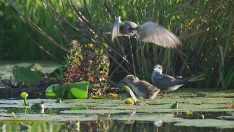 Black-Tern-feeding-its-hatchling-a-fish-mid-flight-on-river