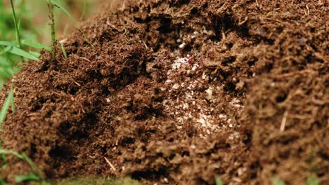 Colony-of-red-ants,-moving-themselves-and-their-eggs-over-an-large-anthill-in-the-forest