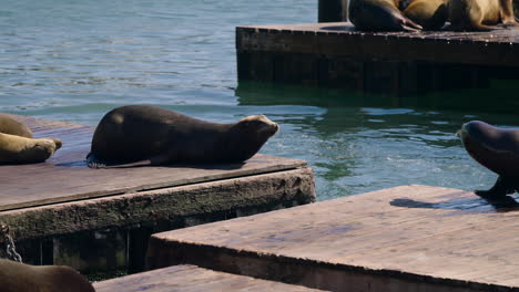 Sea-Lions-On-Wooden-Docks,-Popular-Tourist-Attraction-Pier-39,-San-Francisco,-California