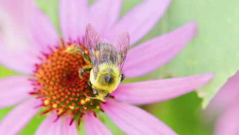 Die-Große-Zimmermannsbiene-Bestäubt-Im-Sommer-Oder-Frühling-Eine-Hübsche-Rote-Und-Rosa-Blume