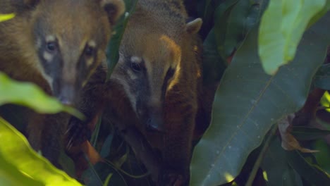 close-up-shot-of-a-family-of-ring-tailed-coatis-hiding-in-the-bushes