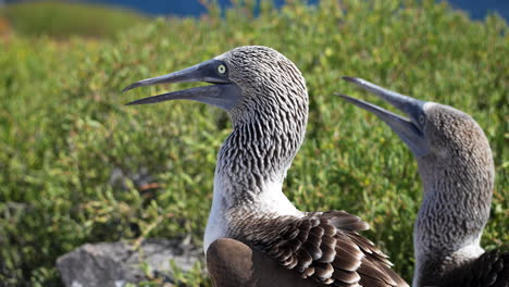 Blue Footed Booby Stock Footage ~ Royalty Free Stock Videos