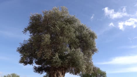 Olive-tree-with-moving-green-branches-in-slight-breeze-and-blue-sky