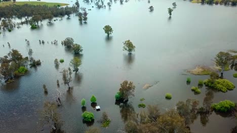 Panning-up-aerial-view-of-inundated-trees-in-the-Mitta-Mitta-River-as-it-enters-Lake-Hume,-in-north-east-Victoria,-Australia