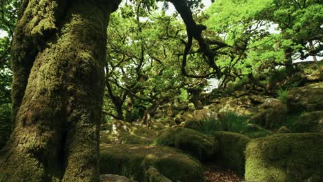 View-up-the-moss-covered-hill-from-tree-trunk-to-leaves