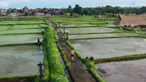 young-man-walking-through-flooded-rice-fields-after-harvest-at-sunrise-in-Ubud-Bali,-aerial
