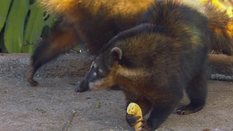 close-up-shot-of-two-coatis-next-to-a-road-eating-their-fruits