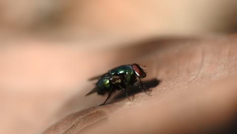 fly-HD-Videos.-insects-with-shiny-bodies