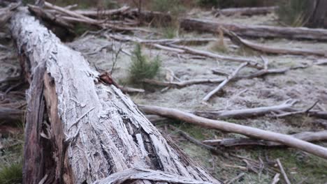 Escarcha-Que-Cubre-Un-árbol-De-Goma-Caído-En-Invierno-En-El-País-Alto-De-Australia