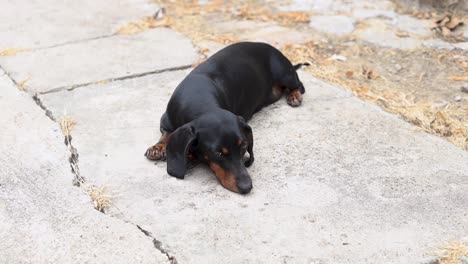 Black-dachshund-dog-laying-on-the-concrete
