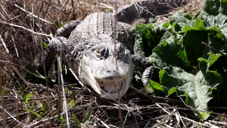 Menacing-american-alligator-close-up-in-the-wild