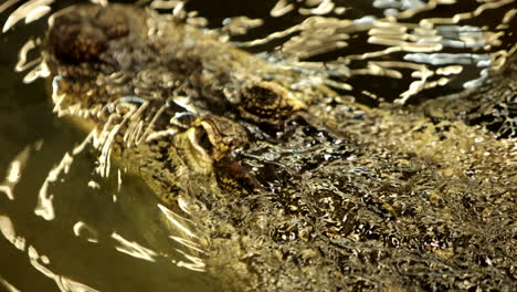 Alligator-head-swimming-in-water-slow-motion