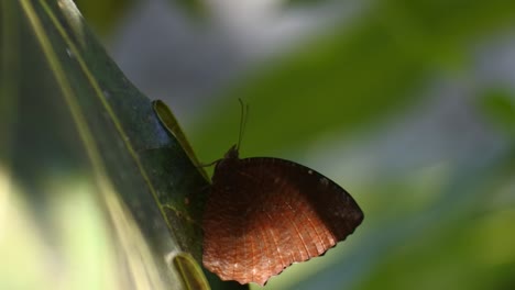 Brauner-Schmetterling,-Der-Auf-Den-Blättern-In-Einem-Wilden-Garten-Hockt