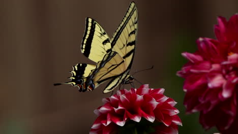 Schwalbenschwanz-Schmetterling-Auf-Einer-Roten-Blume