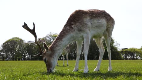 Ciervos-Pastando-En-La-Hierba-En-El-Parque-Phoenix-En-Dublín,-Irlanda