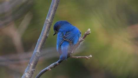 Blauer-Vogel-In-Nahaufnahme,-Stationäre-Ratschläge,-Poetische-Darstellung-Eines-Vogels-Im-Verschwommenen-Hintergrund