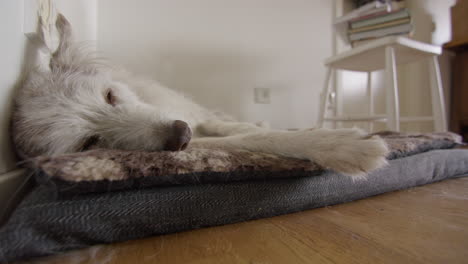 Ein-Süßer-Husky-Collie-Mischlingshund,-Der-In-Ihrem-Bett-Schläft,-Mittlere-Aufnahme