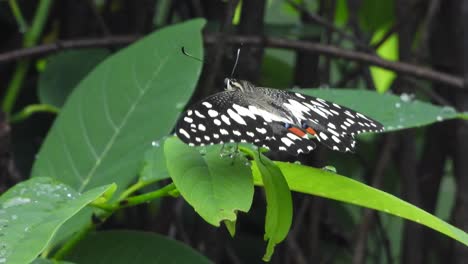 Beautiful-Butterfly-in-rain-.-Leaf-