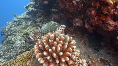 Karettschildkröte-Taucht-Hinter-Einer-Koralle-Im-Blauen,-Kristallklaren-Wasser-Des-Pazifischen-Ozeans-Rund-Um-Die-Insel-Tahiti-In-Französisch-Polynesien-Auf