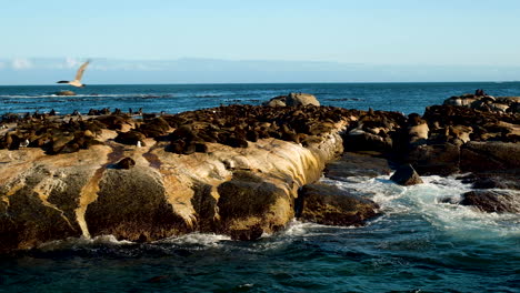 Huge-colony-of-Cape-fur-seals-basking-in-morning-sun-on-rocks,-Seal-Island