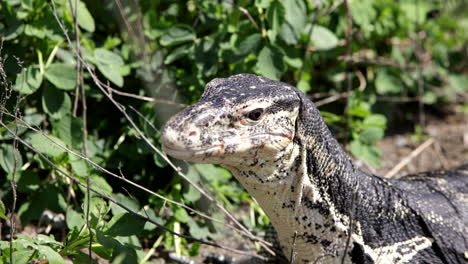 Asian-water-monitor-in-forest-tongue-slow-motion