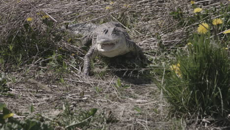 Stalking-alligator-walking-through-tall-grass-in-swamp