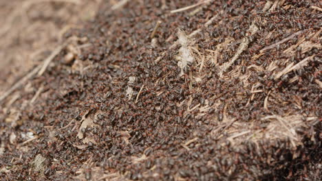 Red-wood-ant-nest,-Formica-rufa,-in-a-forest-in-Sweden,-close-up