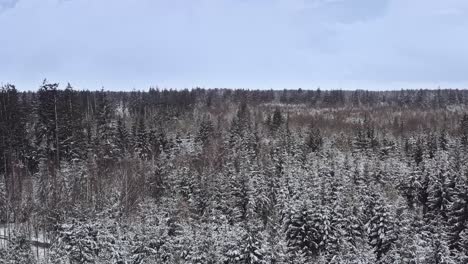 Swaying-snow-covered-trees-filmed-by-a-drone-at-a-cloudy-day-in-the-winter-season