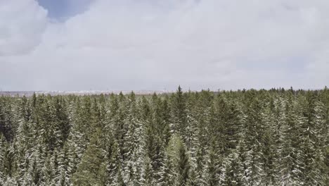 Swaying,-snow-covered-treetops-filmed-by-a-drone