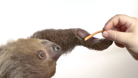 Human-feeding-a-sloth-on-white-background