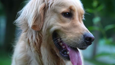 Golden-retriever-breed-of-dog--close-up-shot