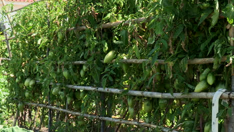 A-good-tomato-plantation,-still-with-the-fruit-of-green-tomatoes