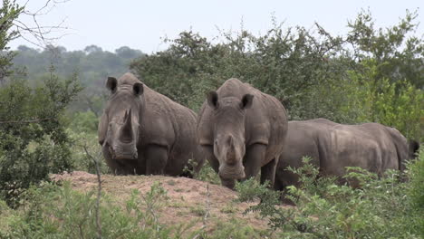 Retrato-Animal-Africano-Pacífico-Del-Rinoceronte-Blanco-Del-Sur-Mirando-Hacia-La-Cámara