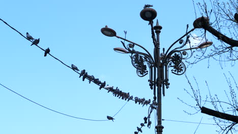 Birds,-doves,-sitting-on-an-electrical-wire-and-lamp-post,-slow-motion